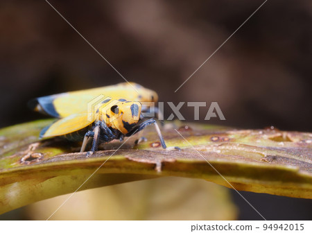 Tsunagogyo Oshoko Tsunagogyo Oshoko 94942015