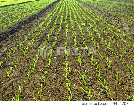 秋天早晨的菠菜田風景 94942074