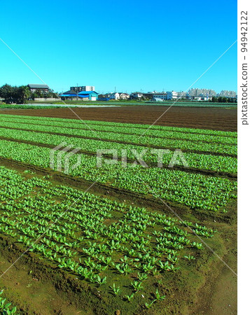 Spinach field scenery on autumn morning Spinach field scenery on autumn morning 94942122