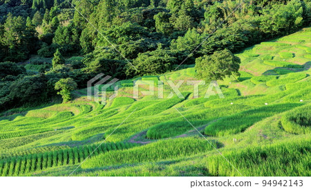 Oyama Senmaida in summer, shining in the morning sun 94942143