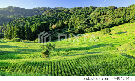 Oyama Senmaida in summer, shining in the morning sun 94942146