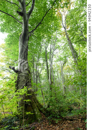 A giant beech tree towering over the spring pond Detsubo, Shishigahana Wetland, Akita Prefecture A giant beech tree towering over the spring pond Detsubo, Shishigahana Wetland, Akita Prefecture 94942150
