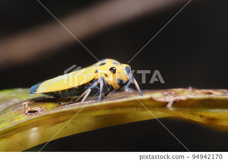 Tsunagogyo Oshoko 94942170