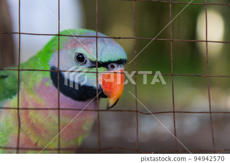 Close-up on eye amazon parrots Close-up on eye amazon parrots 94942570
