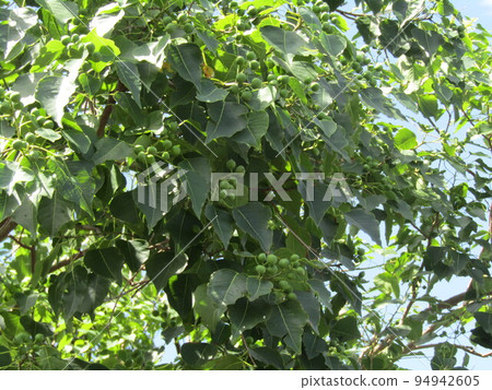 Nanchinhaze的未成熟果實，從現在開始將產生黑色成熟的白色種子 94942605