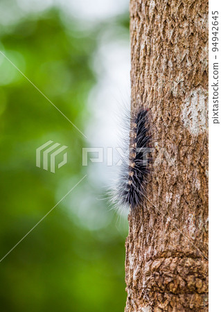 Woolly Bear Caterpillar 94942645