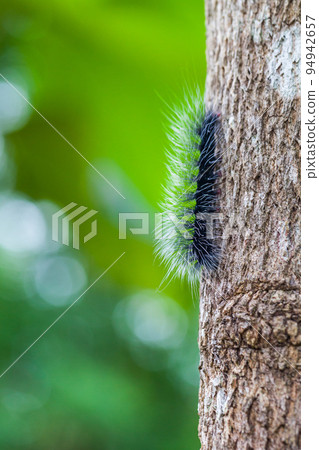 Woolly Bear Caterpillar 94942657