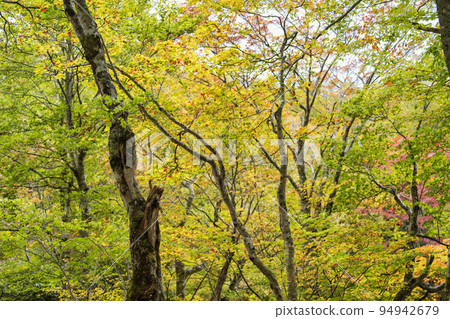 Dokko Swamp in Autumn (Nishi-Zao) Fall Foliage Scenery Yamagata City, Yamagata Prefecture 94942679