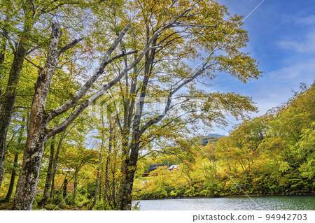 Dokko Swamp in Autumn (Nishi-Zao) Fall Foliage Scenery Yamagata City, Yamagata Prefecture 94942703