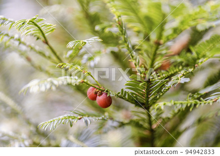 秋天的獨湖沼澤(西藏王) 秋天的紅葉風景 山形縣山形市紅果 秋天的獨湖沼澤(西藏王) 秋天的紅葉風景 山形縣山形市紅果 94942833