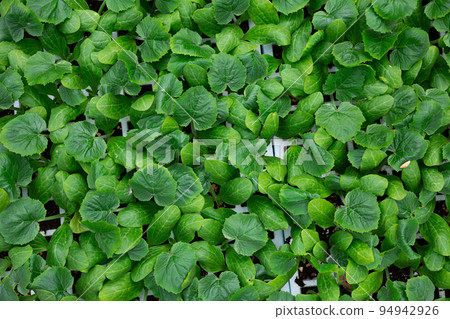 Closeup of green foliage of young cucumber seedlings 94942926