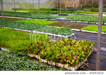 Growing seedlings of vegetables at plant nursery Growing seedlings of vegetables at plant nursery 94942928