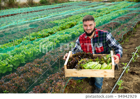 Man holding harvest of lettuce Man holding harvest of lettuce 94942929