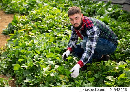 Farmer caring for young houseplants Farmer caring for young houseplants 94942958
