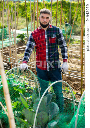 Farmer near beds with cabbage 94942959