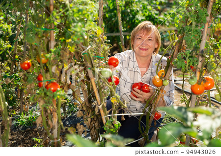 Retired woman working in homestead Retired woman working in homestead 94943026