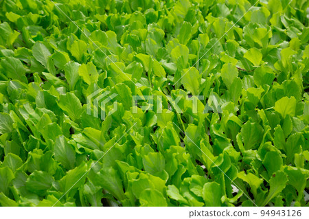 Greenery of young lettuce leaves grown in greenhouse 94943126