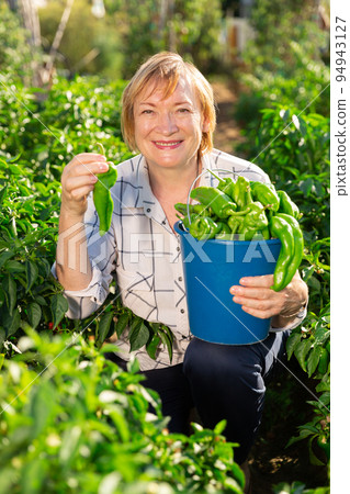 Portrait of mature woman with harvest of bell peppers on the field Portrait of mature woman with harvest of bell peppers on the field 94943127