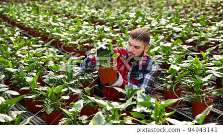 Worker of glasshouse arranging blooming asplenium antiquum Worker of glasshouse arranging blooming asplenium antiquum 94943141