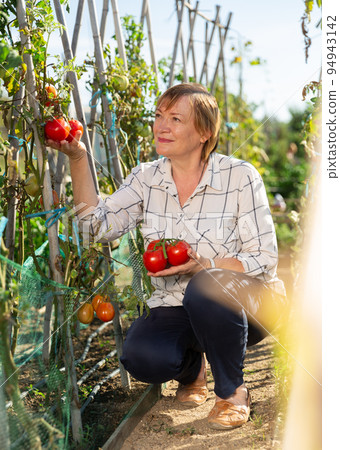 Portrait of elderly woman with harvest of tomatoes on the field Portrait of elderly woman with harvest of tomatoes on the field 94943142