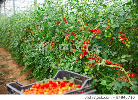Red tomatoes on bushes and in boxes in greenhouse Red tomatoes on bushes and in boxes in greenhouse 94943710