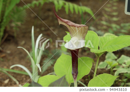 Yukimotsushifu flower Yukimotsushifu flower 94943810