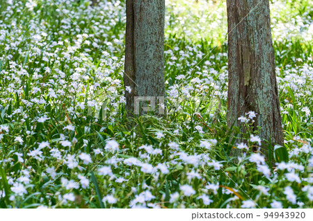 蝴蝶花群 蝴蝶花群 94943920