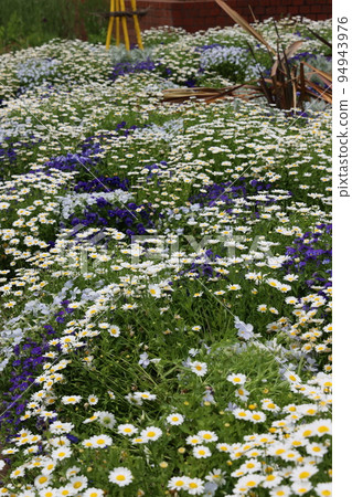 Flower bed with white flowers of camphor tree Flower bed with white flowers of camphor tree 94943976