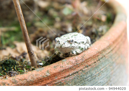 Japanese tree frog, spotted tree frog, spotted rain frog Japanese tree frog, spotted tree frog, spotted rain frog 94944020