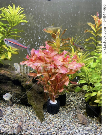 水族館 水生植物 水族館 水生植物 94944466