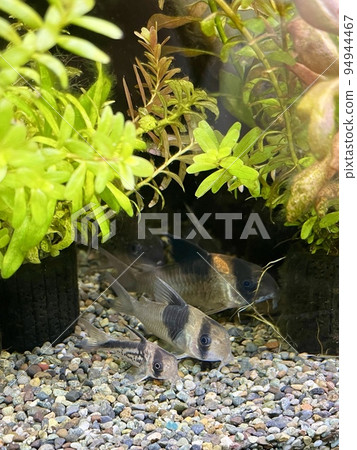 熱帶魚 corydoras loxozonus 熱帶魚 corydoras loxozonus 94944467