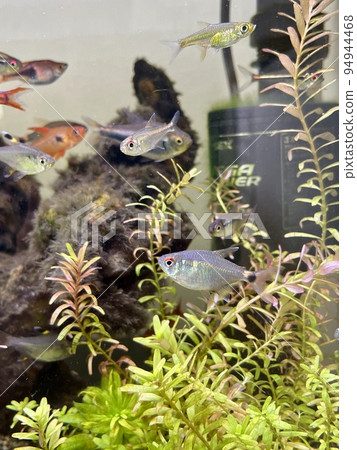 熱帶魚頭尾燈 tetra 熱帶魚頭尾燈 tetra 94944468