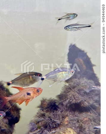 熱帶魚 Hemigramus Armstrongi 熱帶魚 Hemigramus Armstrongi 94944469