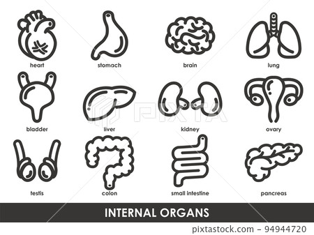 Simple monochrome icon set of internal organs 94944720