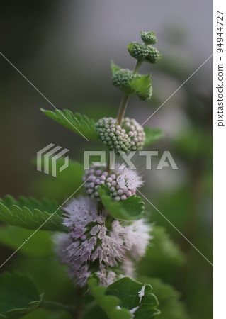 Lilac flowers blooming in autumn park in Japan Lilac flowers blooming in autumn park in Japan 94944727