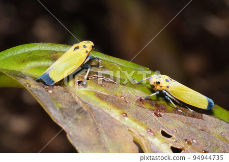 Tsunagogyo Oshoko 94944735