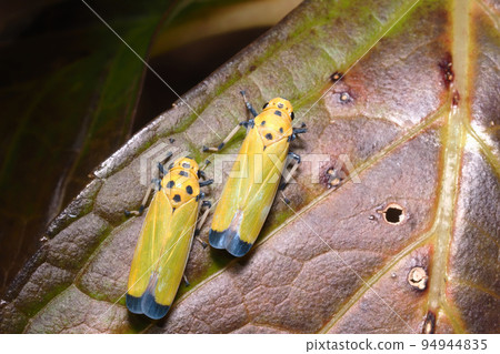 Tsunagogyo Oshoko 94944835