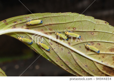 Tsunagogyo Oshoko 94944854