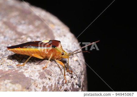 Esakimon stink bug 94945067