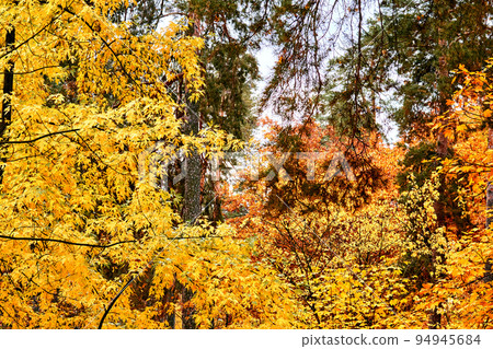Autumn golden branches with bright yellow orange leaves. 94945684