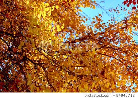 Warm fresh autumn gold and clear blue sky 94945718