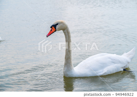 Graceful white Swan swimming in the lake, swans in the wild. Portrait of a white swan swimming on a lake. 94946922