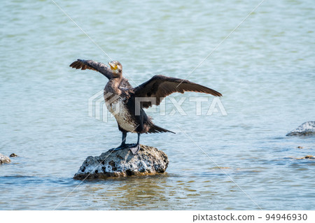 Great cormorant, Phalacrocorax carbo, sits on stone and dries its wings on the wind. 94946930