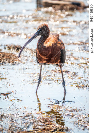 The glossy ibis, latin name Plegadis falcinellus, searching for food in the shallow lagoon. 94946950