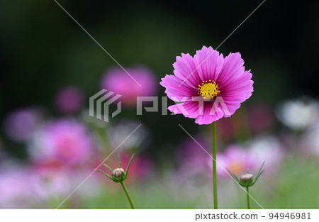 Cosmos Cosmos 94946981
