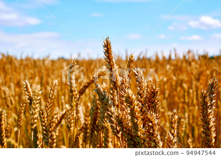 A wheat field with large spikelets in the foreground and a light blue sky 94947544
