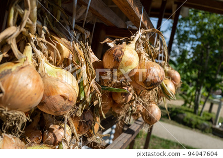drying onions under the eaves 94947604
