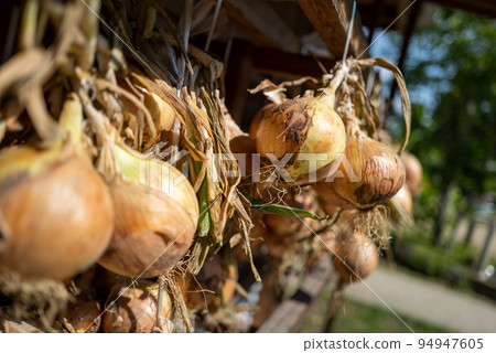 在屋簷下曬洋蔥 94947605