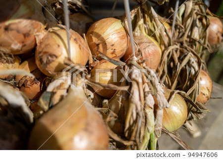 drying onions under the eaves 94947606