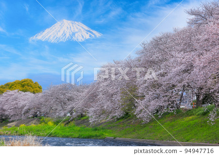 從富士市龍巖淵看櫻花盛開和富士山 94947716